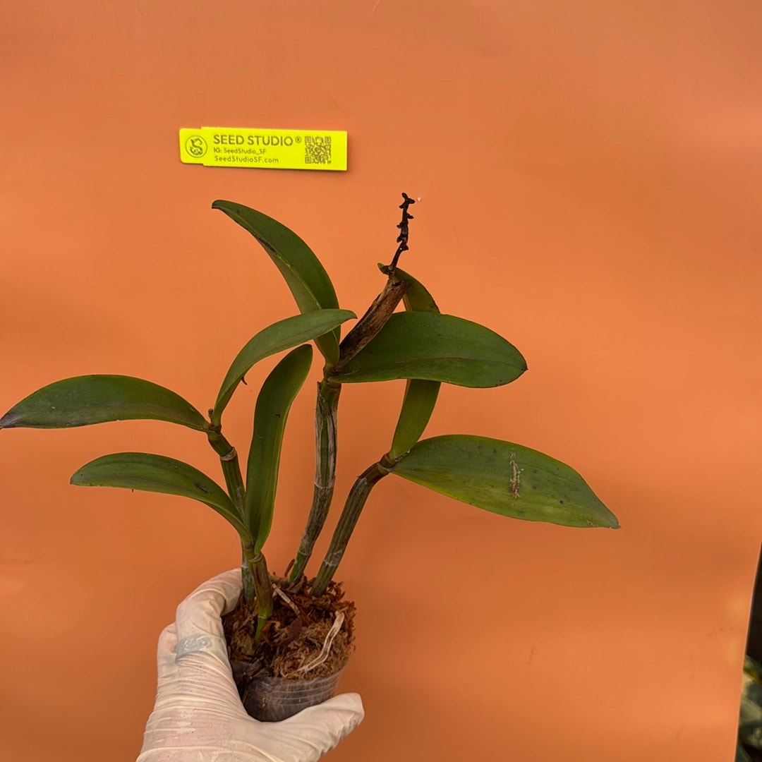 Cattleya Cattleya Yuan Dung Sweet 'Dragon Fruit'  Rare collector orchid blooming size