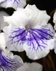 Streptocarpus [Crystal Ice] | Year-Round Blooms |  African Violet-Like SEED STUDIO®