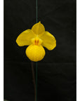 Paphiopedilum armeniacum rare orchid blooming size