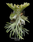 Platycerium willinckii "Leonids" RARE tropical plants US Seller SEED STUDIO®