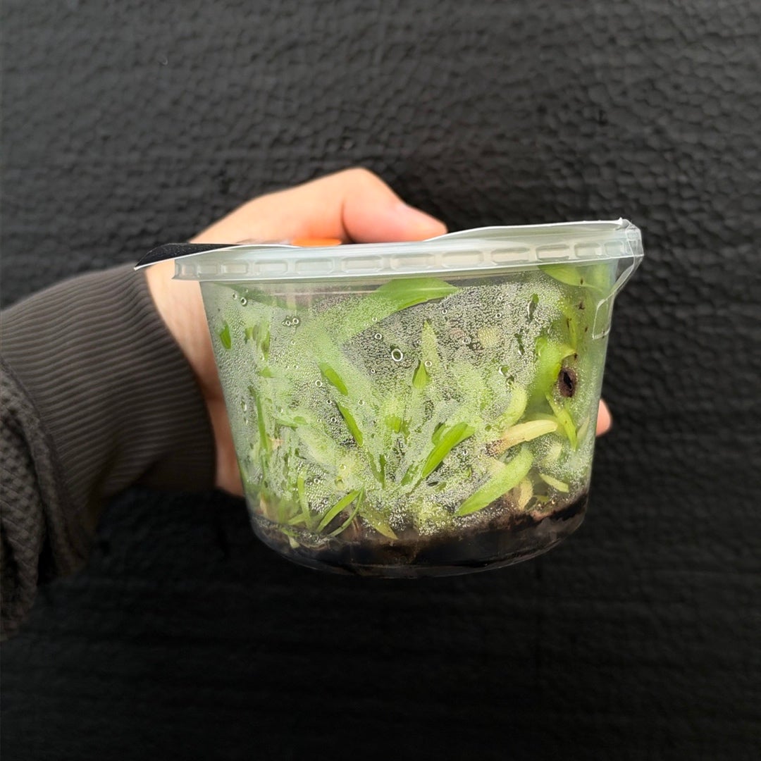 [SS-77] Disa Zephyrus Flare Flask by Seed Studio® RARE orchids