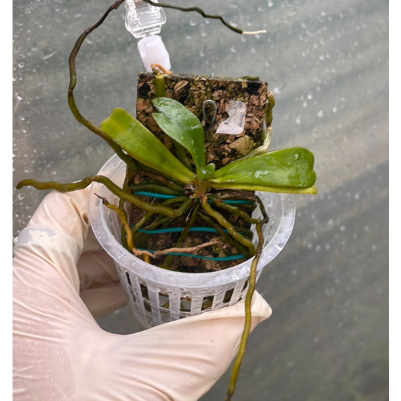 Aerangis Pionier Rare collector orchid near blooming size