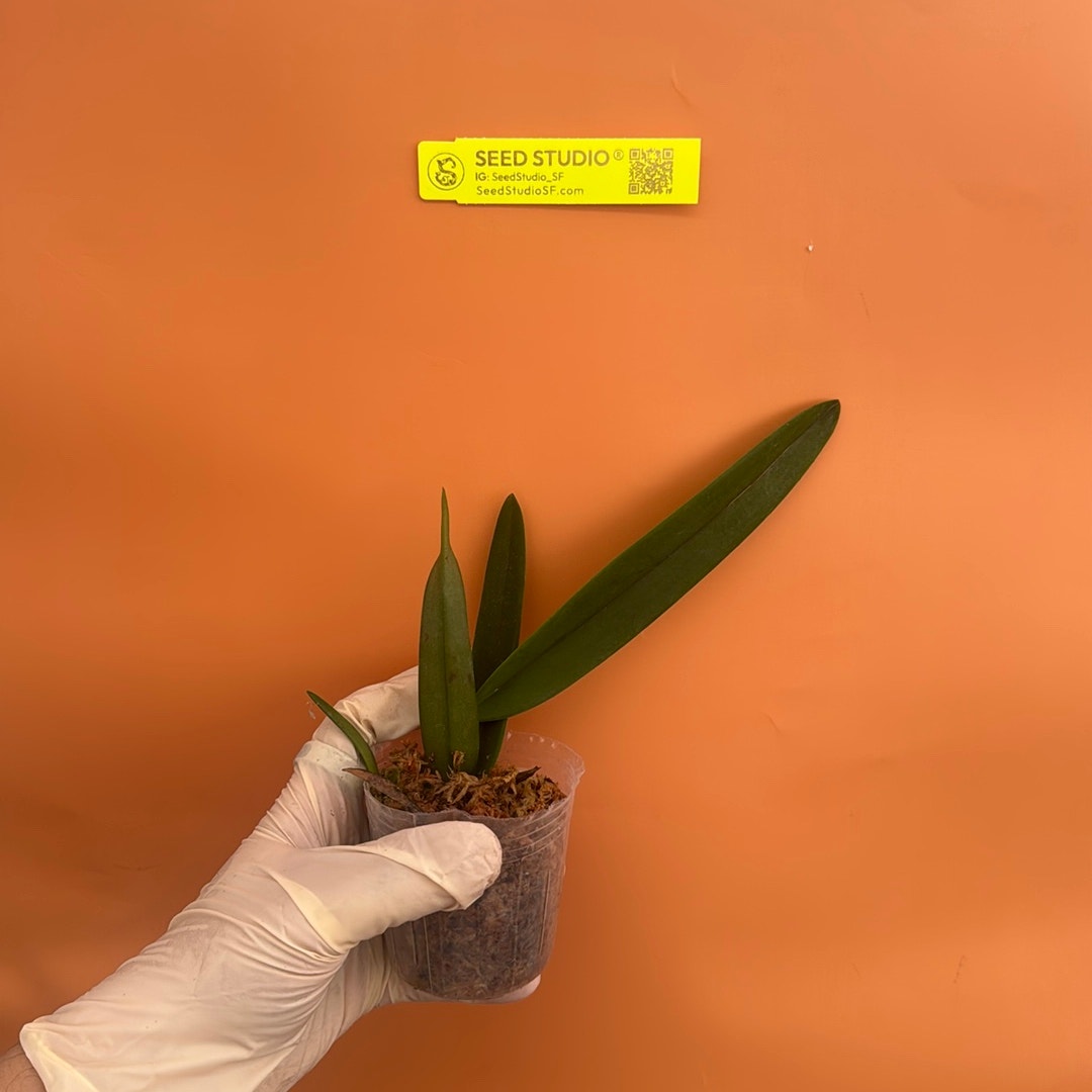 Cattleya mossiae f. coerulea Rare collector orchid