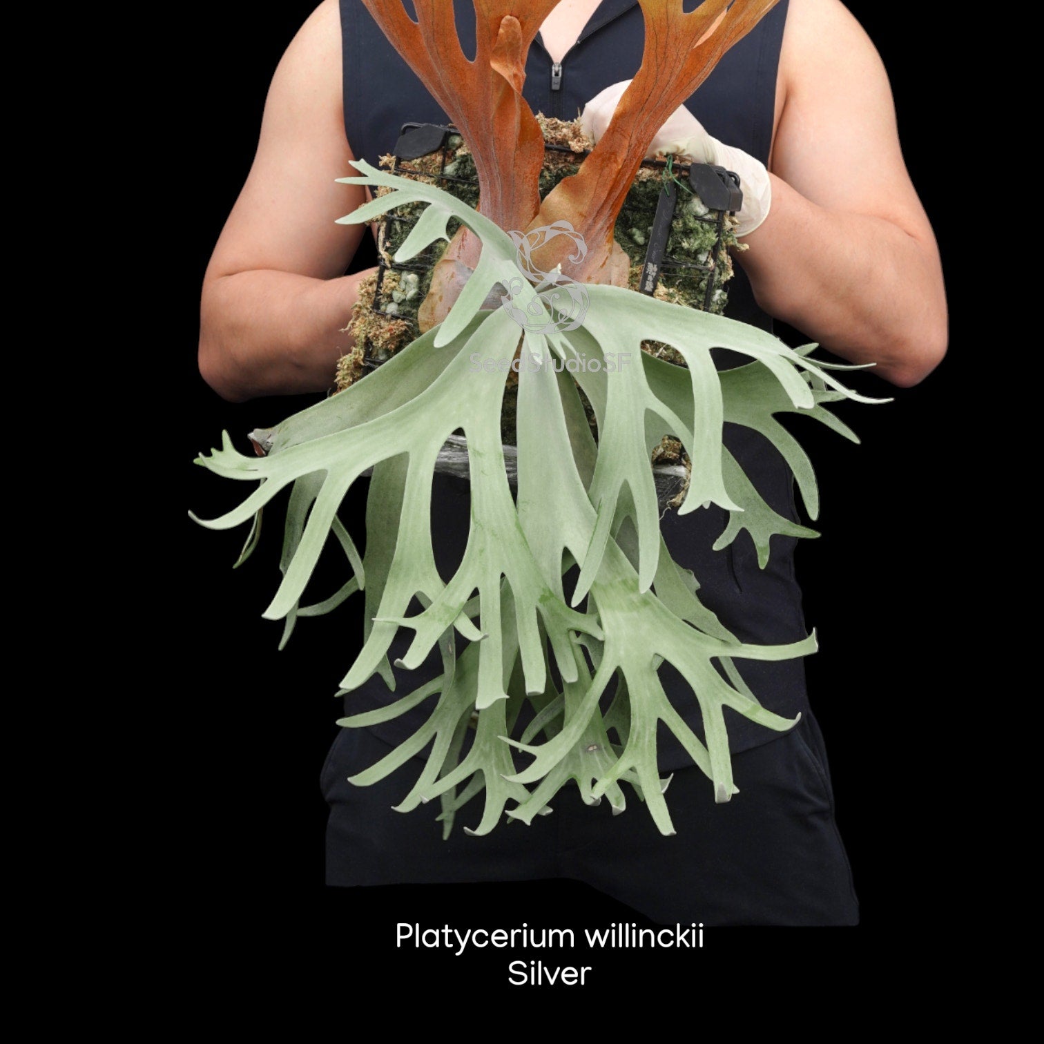 Fern Collections – SEED STUDIO COLLECTIONS