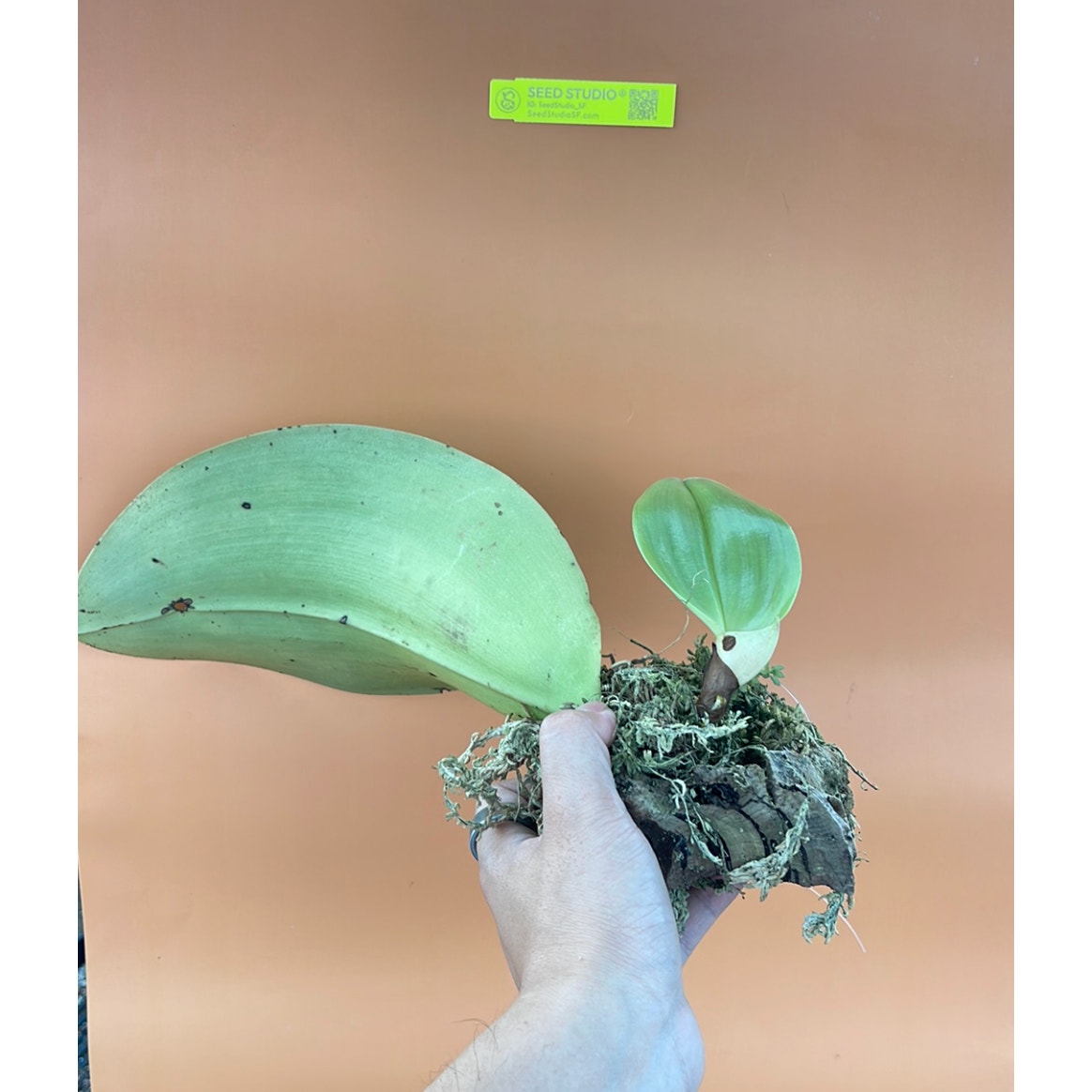 Bulbophyllum beccarii Rare collector orchid blooming size