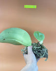 Bulbophyllum beccarii Rare collector orchid blooming size