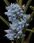 Cleisocentron gokusingii blue flower rare orchid size