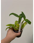 Dendrobium atroviolaceum Rare collector orchid blooming size