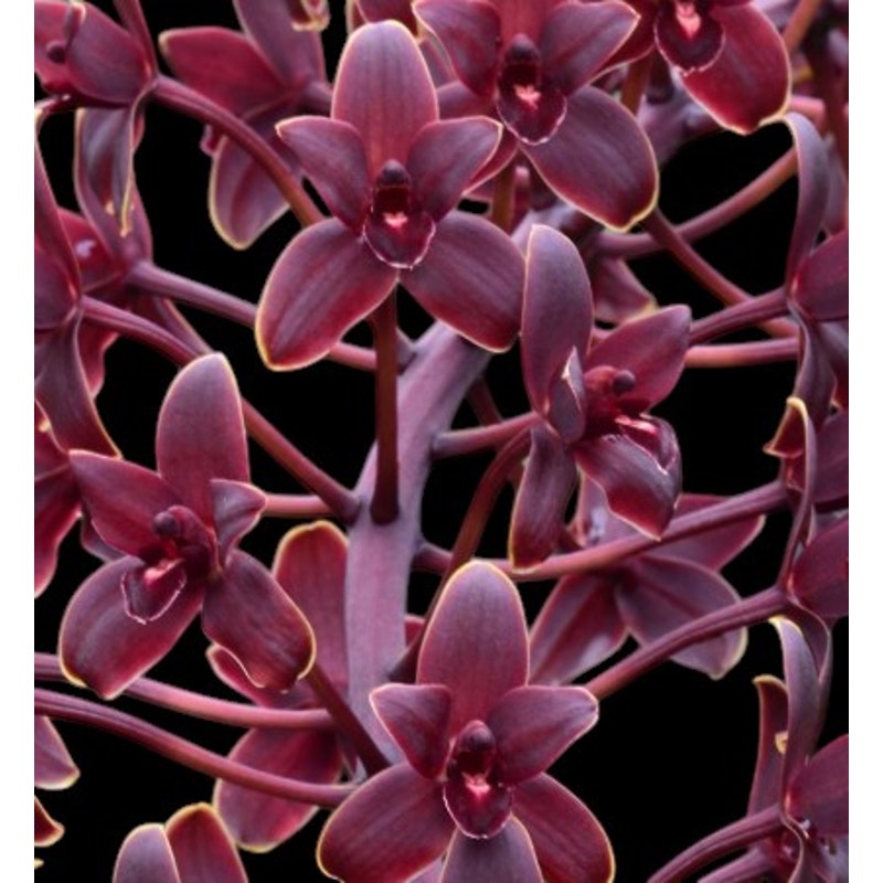 Cymbidium Helen Bannerman Rare collector orchid blooming size