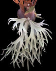 Platycerium willinckii "Moon Light" (OG) RARE tropical plants SEED STUDIO®