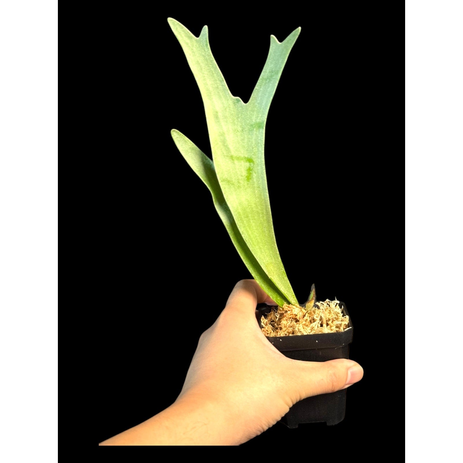 Platycerium 