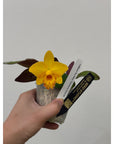 Cattleya Itsy Bitsy 'Diamond Orchids' Rare collector orchid blooming size
