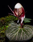 Corybas ecarinatus rare miniature terrarium orchid