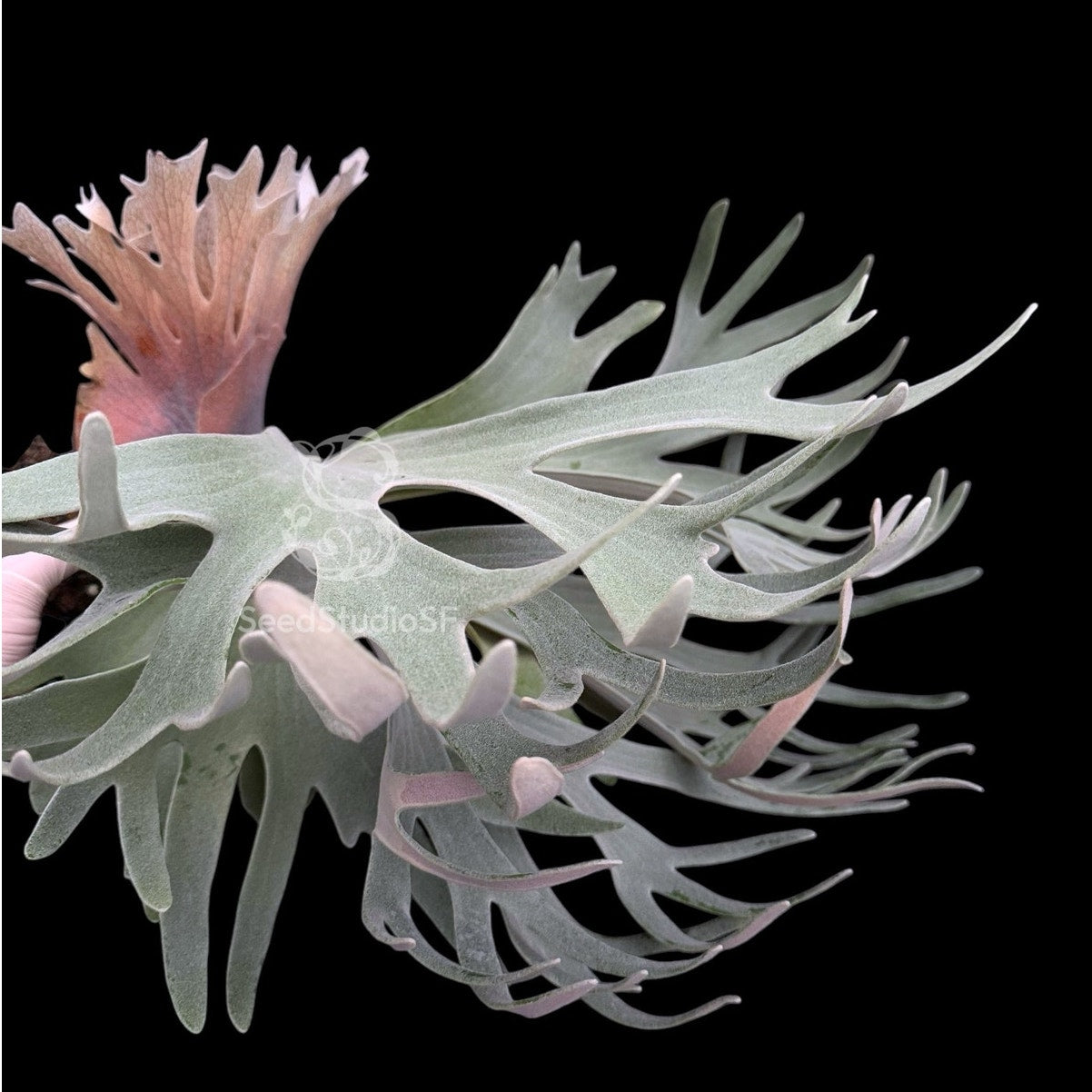 Platycerium Collections | Staghorn Ferns| US Seller – SEED STUDIO