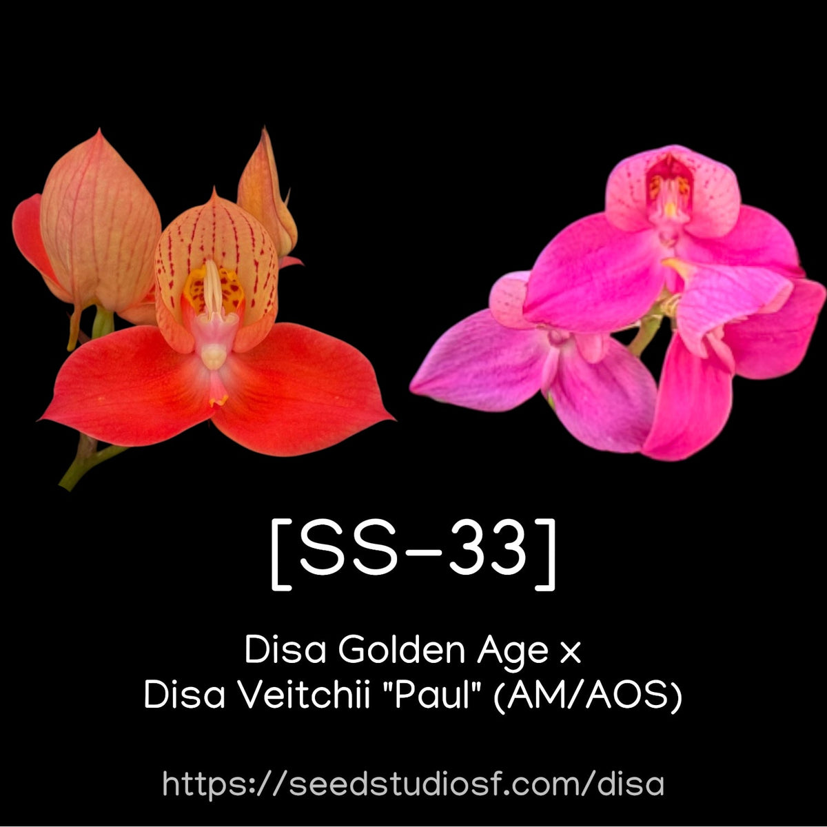 [SS-33] Disa Golden Age × Veitchii | Seed Studio® Intro Line