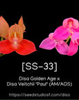 [SS-33] Disa Golden Age × Veitchii | Seed Studio® Intro Line