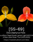[SS-69] Disa Zephyrus Flare Seedling — Rare Collector Orchid | Seed Studio® Breeding Line