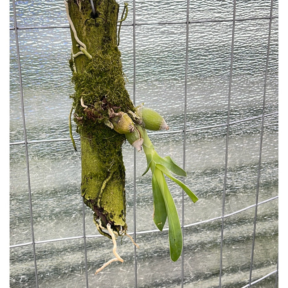 Encyclia citrina Rare collector orchid blooming size