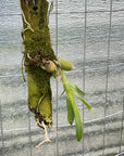 Encyclia citrina Rare collector orchid blooming size
