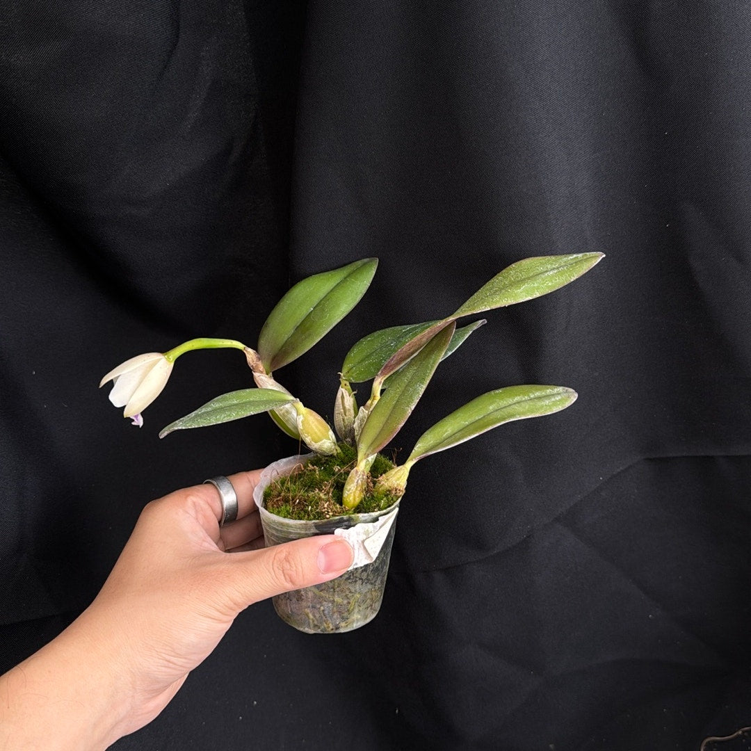 Cattleya alaorii x Cattleya luteola Rare collector orchid blooming size