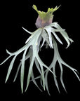 Platycerium willinckii "White Boy" RARE tropical plants SEED STUDIO®