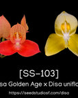 [SS-103] Disa Yellow Bird Seedling — Rare Collector Orchid | Seed Studio® Breeding Line