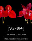 [SS-184] Disa Seedling — Rare Collector Orchid | Seed Studio® Breeding Line