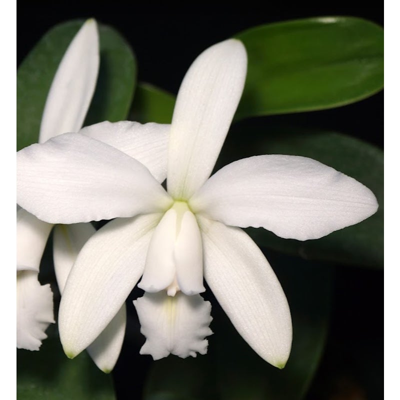 Cattleya violacea alba Rare collector orchid blooming size