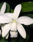 Cattleya violacea alba Rare collector orchid blooming size