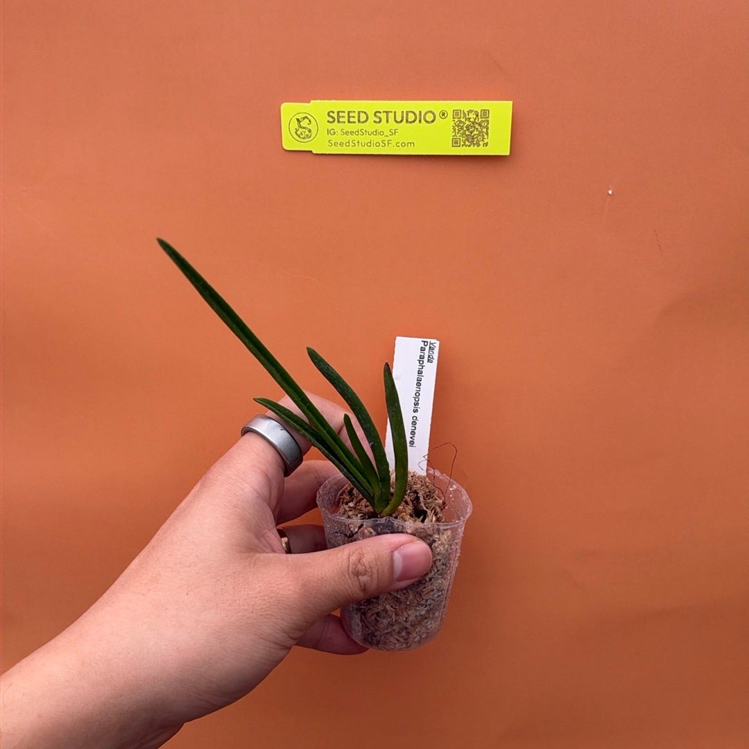 Paraphalaenopsis denevei Orchid - Blooming Size