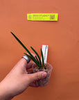 Paraphalaenopsis denevei Orchid - Blooming Size