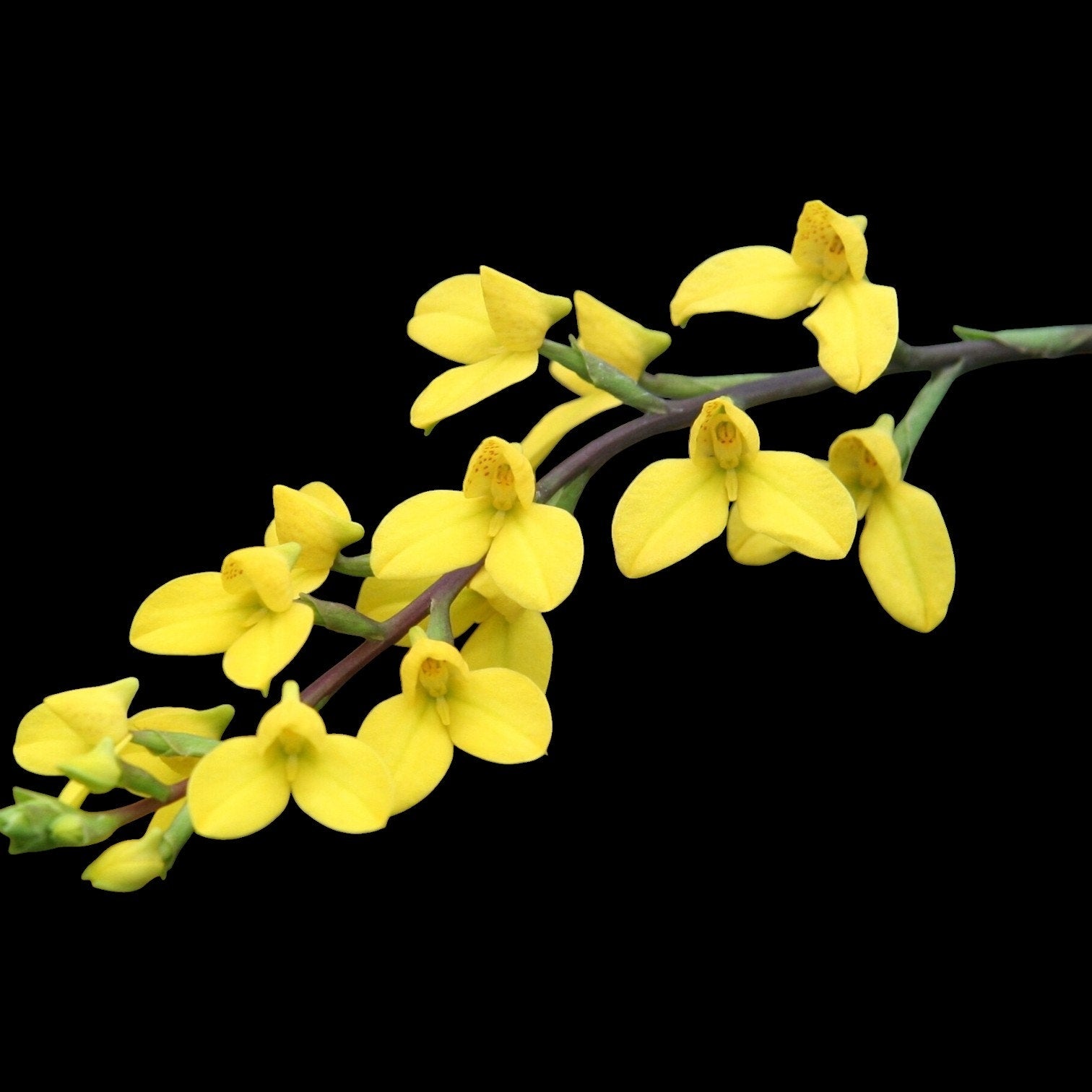 [SS-19] Disa aurata Seedling — Rare Collector Orchid species | Seed Studio® Breeding Line