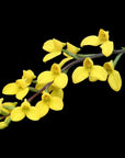 [SS-19] Disa aurata Seedling — Rare Collector Orchid species | Seed Studio® Breeding Line