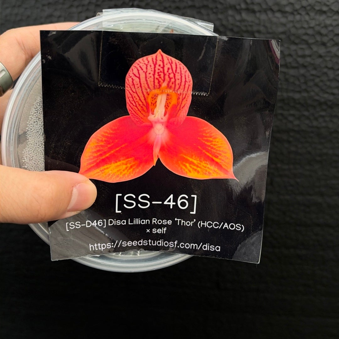 [SS-D46] Disa Lillian Rose Thor (HCC/AOS) SELF Flask by Seed Studio®