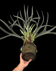 Copied - Platycerium veitchii "Auburn River" RARE tropical plants SEED STUDIO®