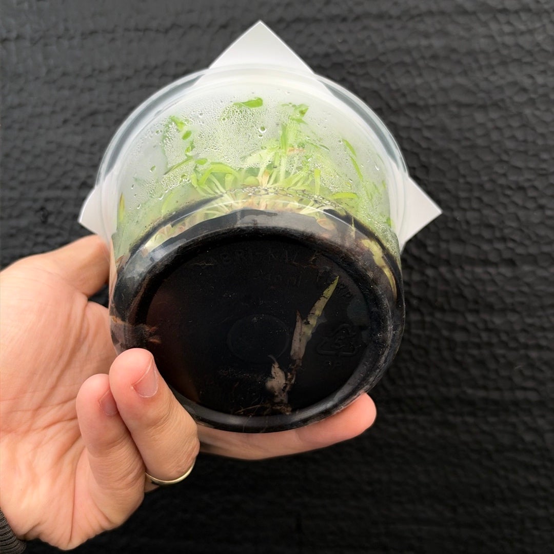 [SS-77] Disa Zephyrus Flare Flask by Seed Studio® RARE orchids
