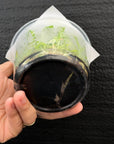 [SS-77] Disa Zephyrus Flare Flask by Seed Studio® RARE orchids