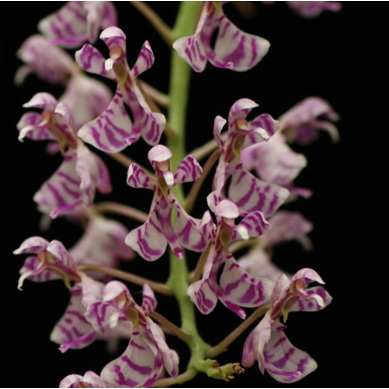 Phalaenopsis zhejiangensis Rare collector orchid NBS