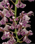 Phalaenopsis zhejiangensis Rare collector orchid NBS