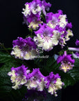 Streptocarpus [Kam-Aurora] | Year-Round Blooms |  African Violet-Like SEED STUDIO®