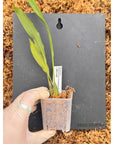 Dendrochilum formosanum Fragrant Rare collector orchid blooming size
