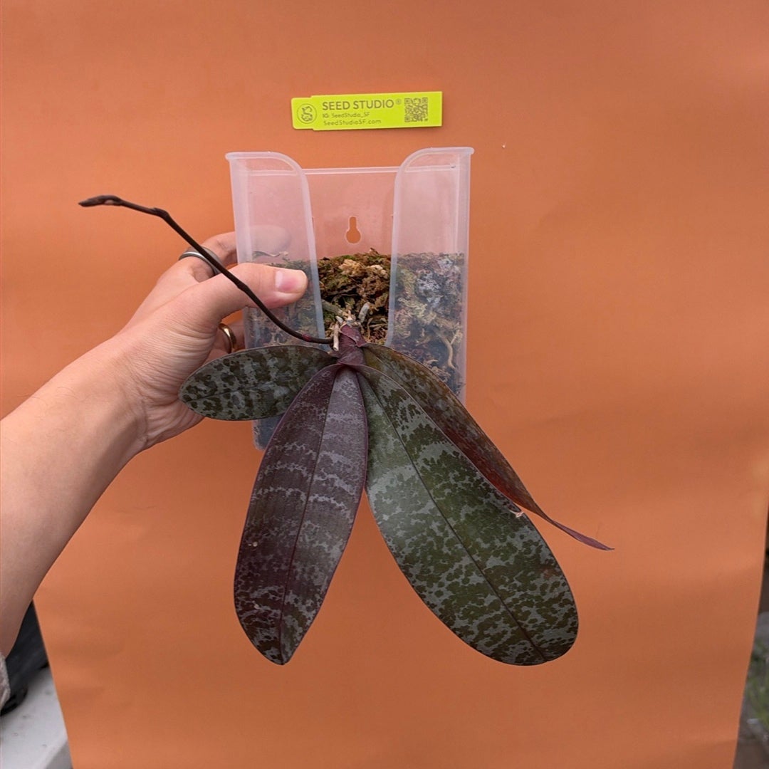 Phalaenopsis schilleriana in Spike — Includes Hanging Pot | Value Pack Rare collector orchid blooming size