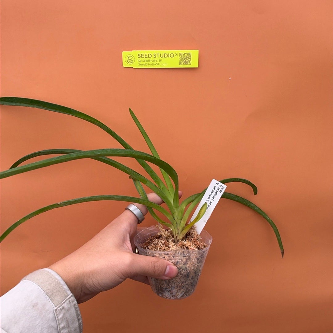 Vanda lamellata f. alba x V. sanderiana f. alba Orchid - Blooming Size