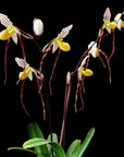 Paphiopedilum philippinense Rare collector orchid