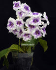 Streptocarpus [Romance] | Year-Round Blooms |  African Violet-Like SEED STUDIO®