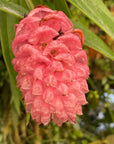 Cavendishia micayensis RARE tropical blueberry SEED STUDIO®