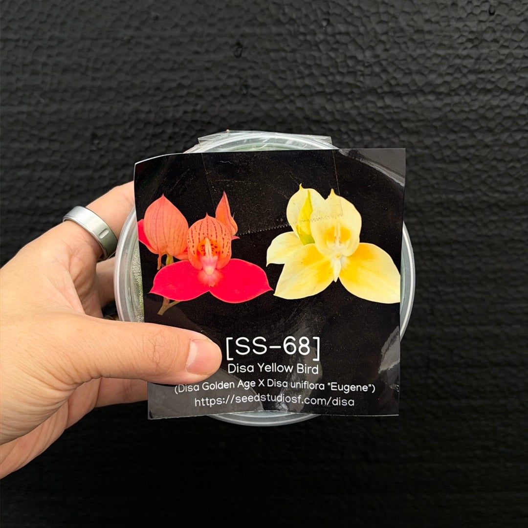 [SS-68] Disa Yellow Bird Flask by Seed Studio®