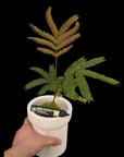 Everfresh Tree Cojoba arborea indoor designer tropical plants bosai material