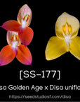 [SS-177] Disa Yellow Bird Seedling — Rare Collector Orchid | Seed Studio® Breeding Line