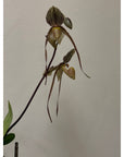 Paphiopedilum Saint Swithin Rare collector orchid blooming size